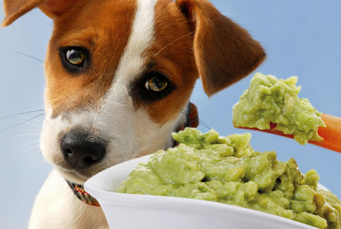 Foods Your Dog Should Never Eat