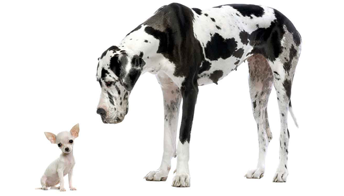 Great Dane and Chihuahua