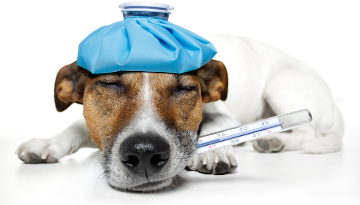 Dog with thermometer