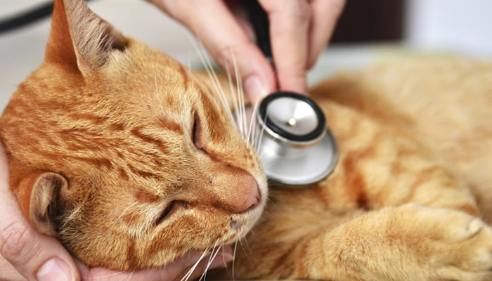 Sick cat at vet