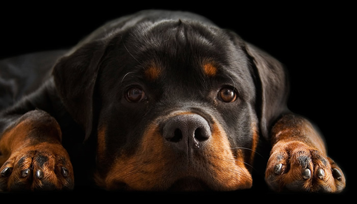 The right food to feed your Rottweiler