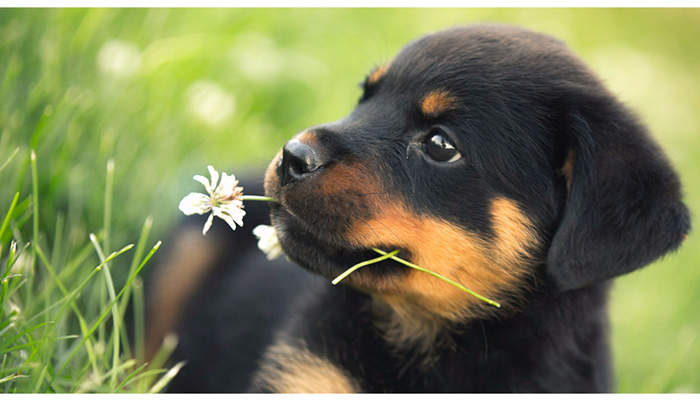 43 HQ Pictures Best Food For Rottweiler Puppy : What's the Best Dog Food for Rottweilers? | PetHelpful