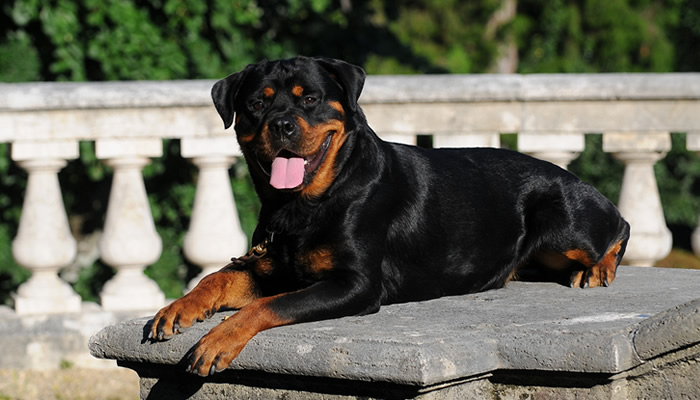 The right food to feed your rottweiler