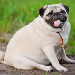 Your Dog Doesn’t Have To Be Fat