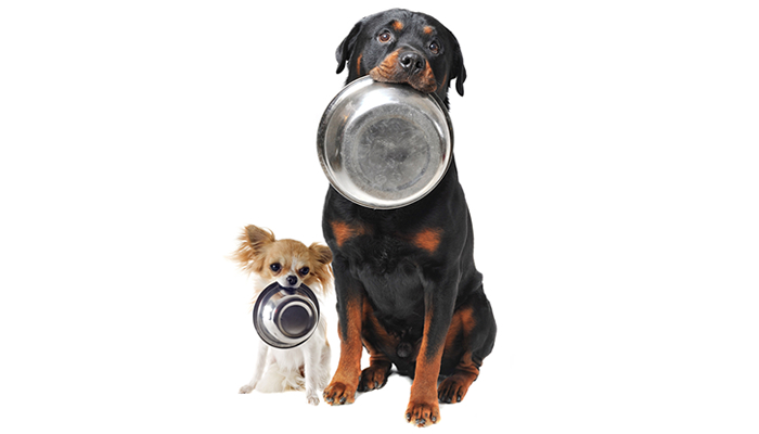 Hungry Chihuahua and Rottweiler